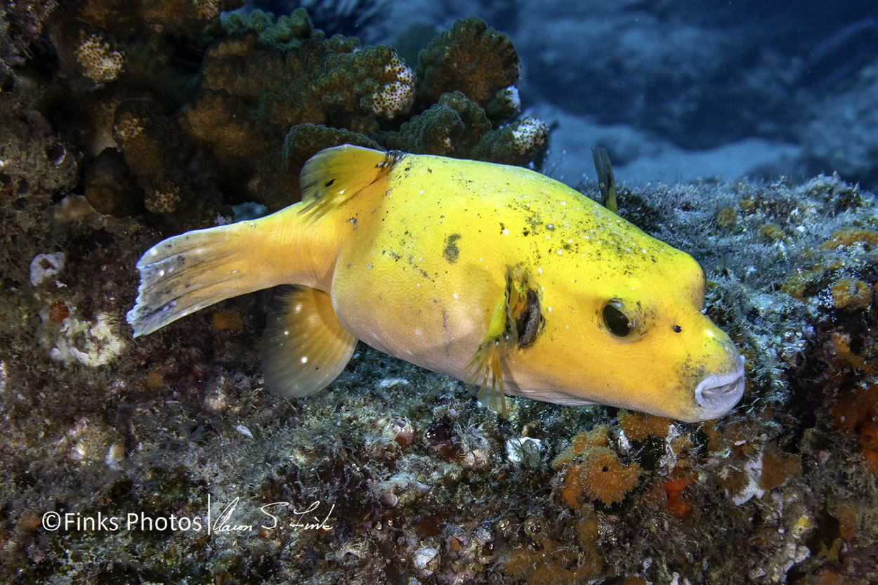 Black-Spotted-Pufferfish-1.jpg