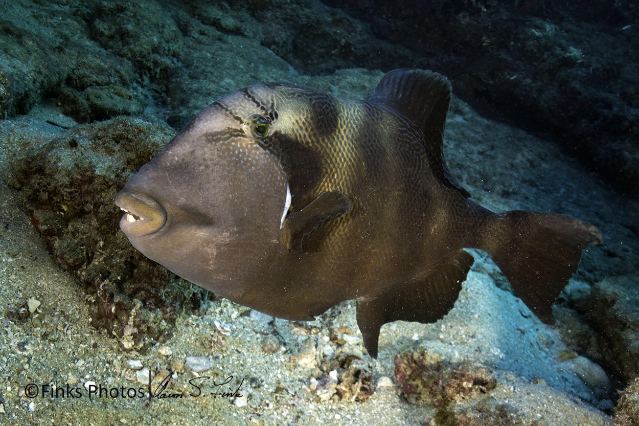 Blunthead-Triggerfish-1.jpg