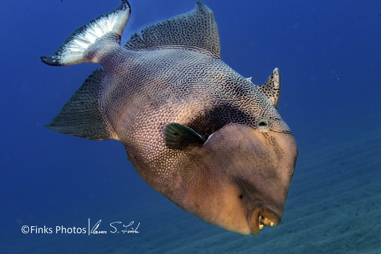 Blunthead-Triggerfish-3.jpg