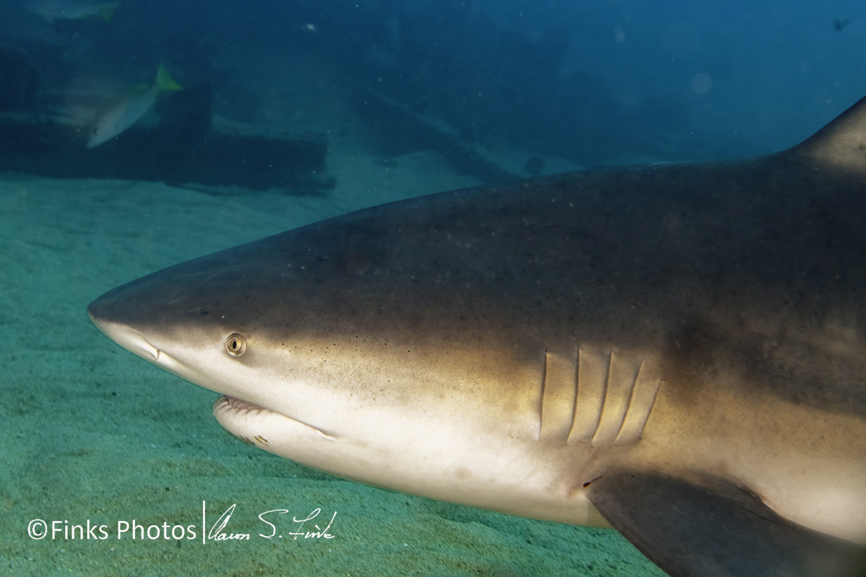 Bull-Shark-1.jpg