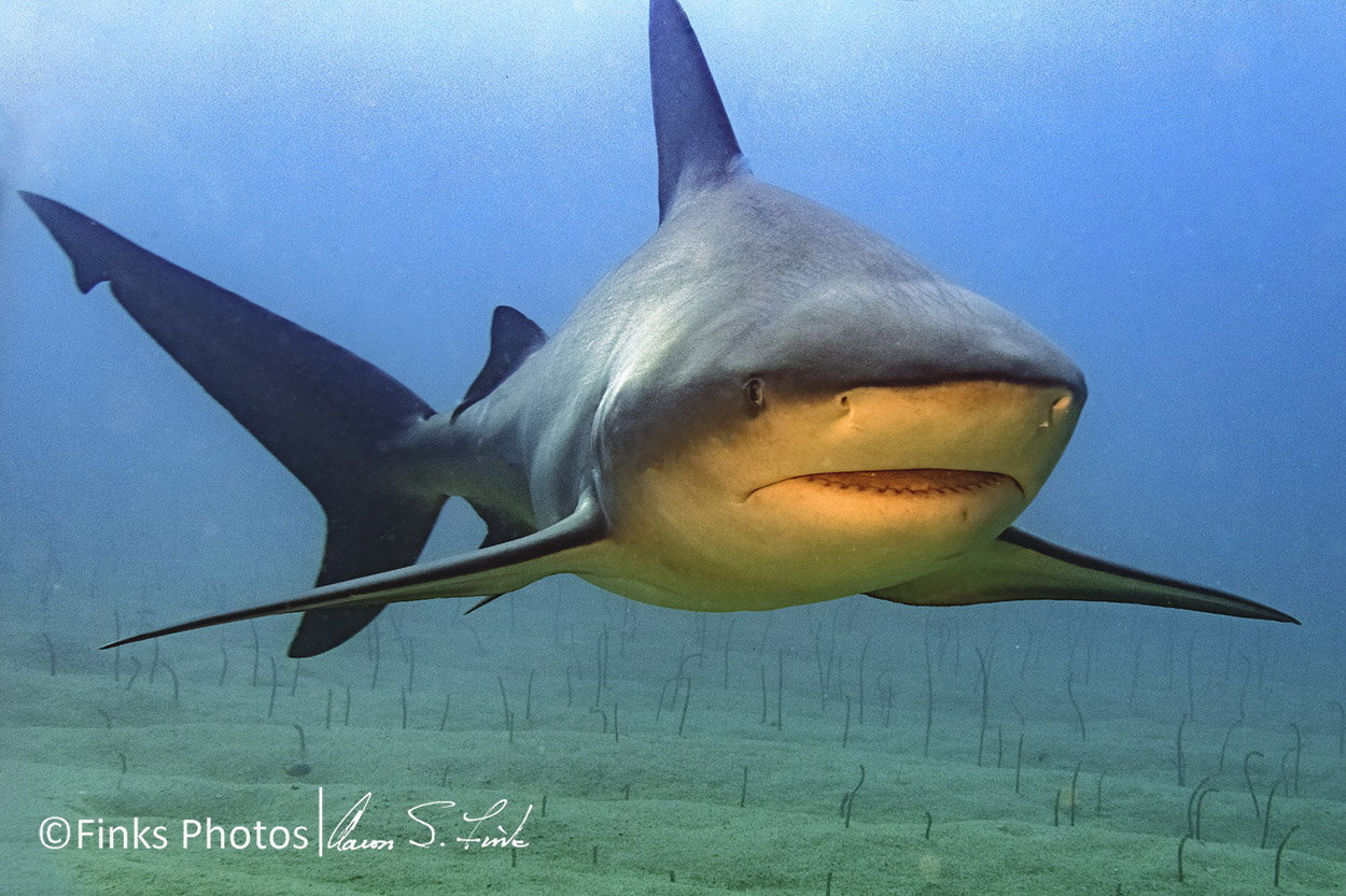 Bull-Shark-10.jpg