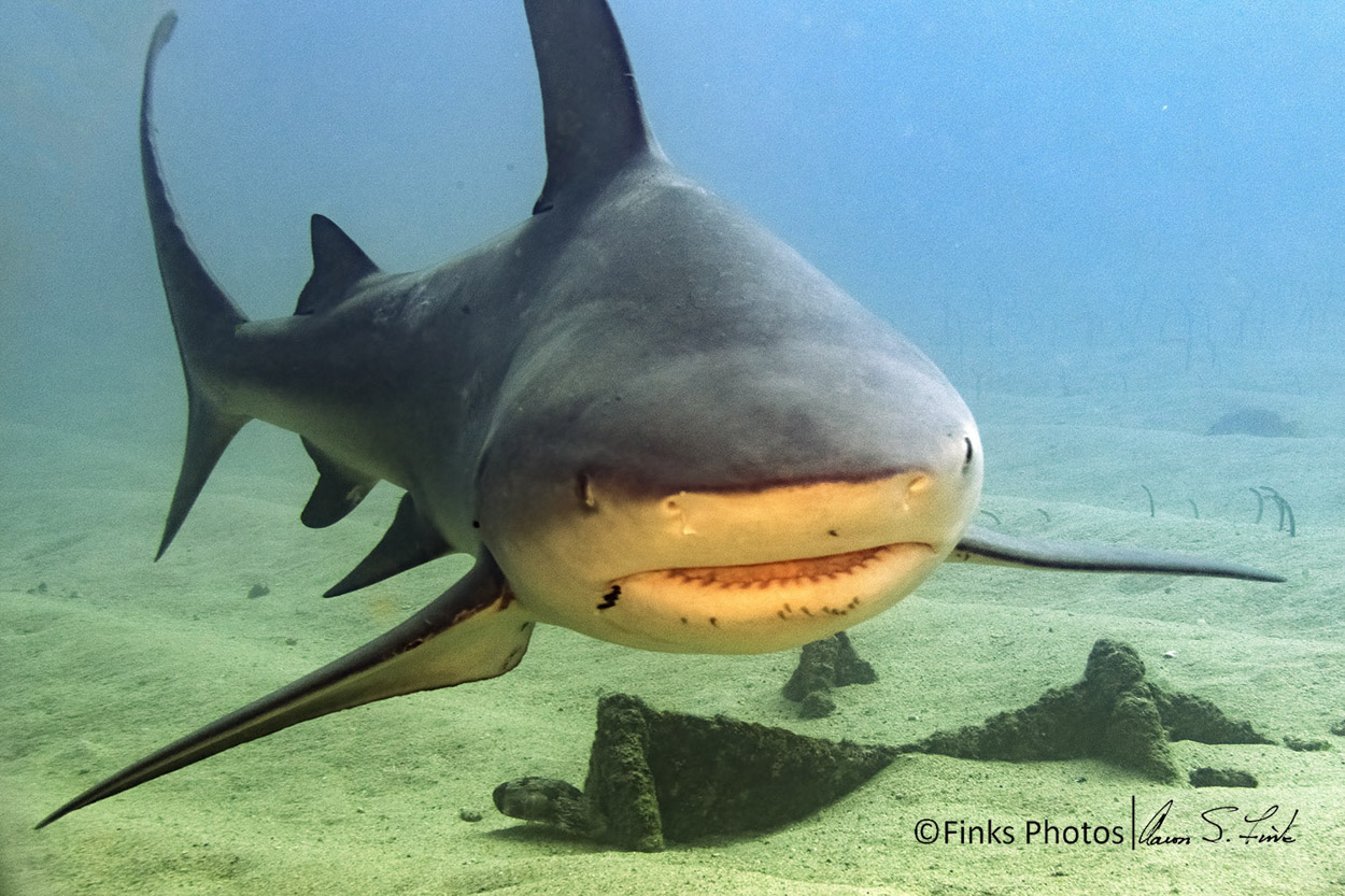 Bull-Shark-11.jpg