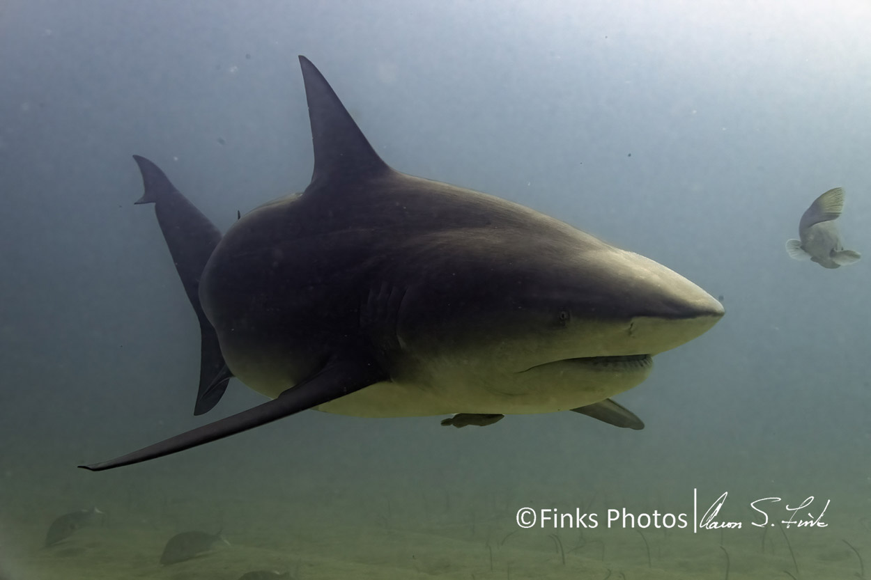 Bull-Shark-3.jpg