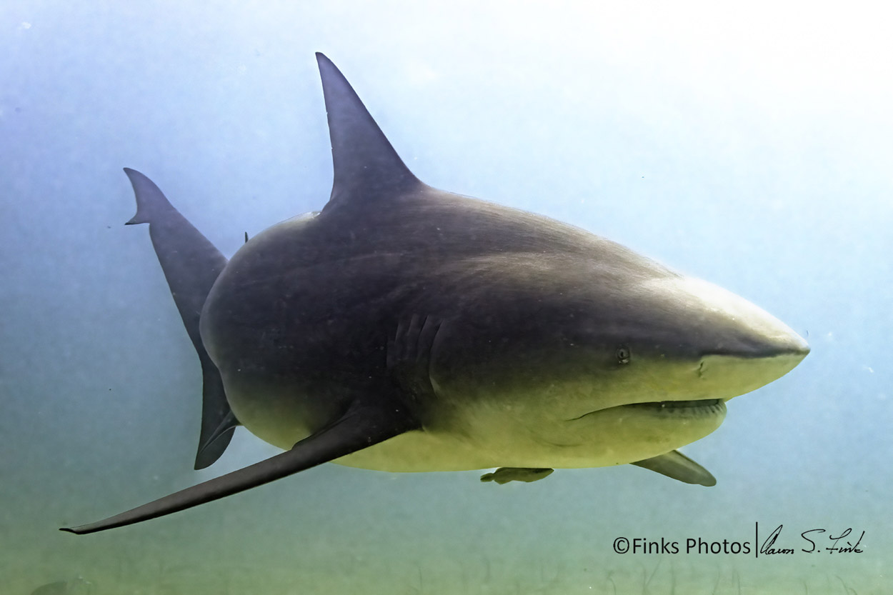 Bull-Shark-9.jpg