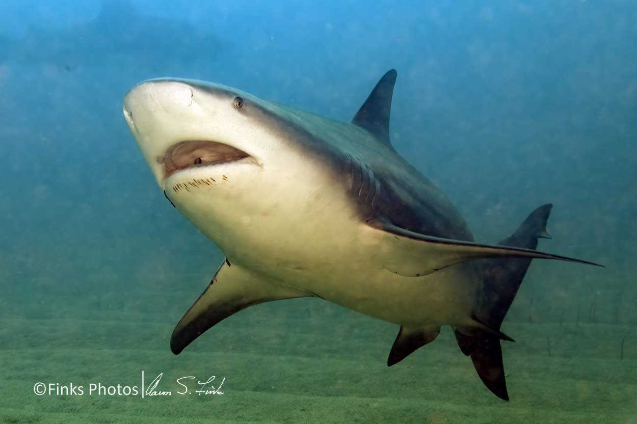 Bull-Shark.jpg