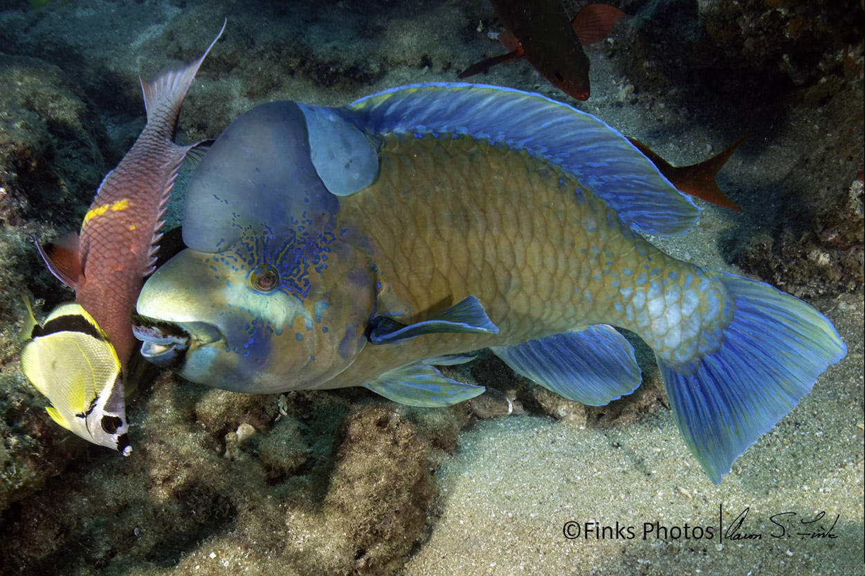 Bumphead-Parrotfish.jpg