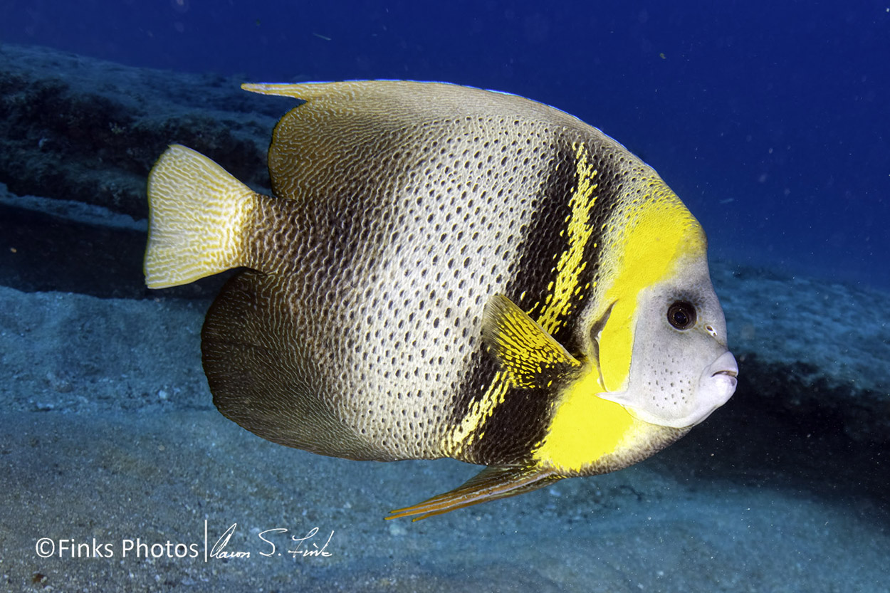 Cortez-Angelfish-3.jpg