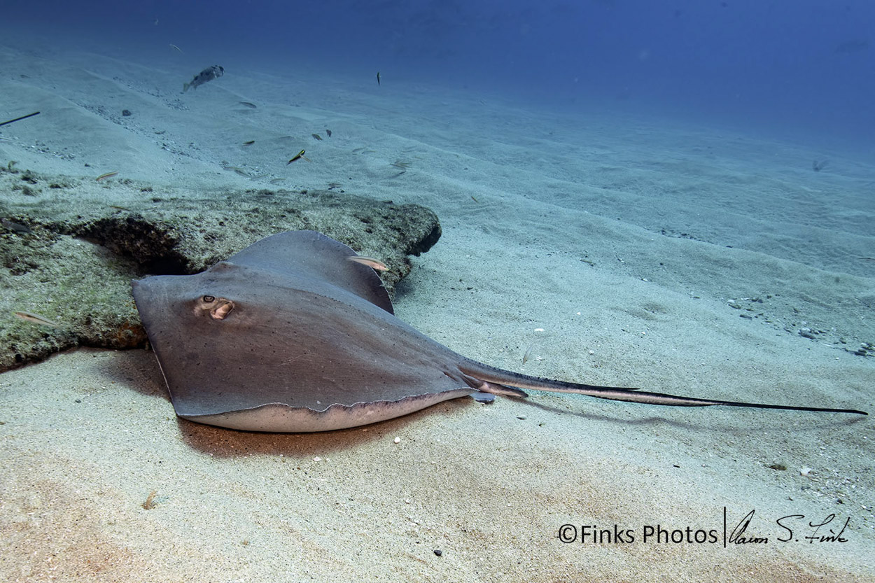 Diamond-Stingray-2.jpg