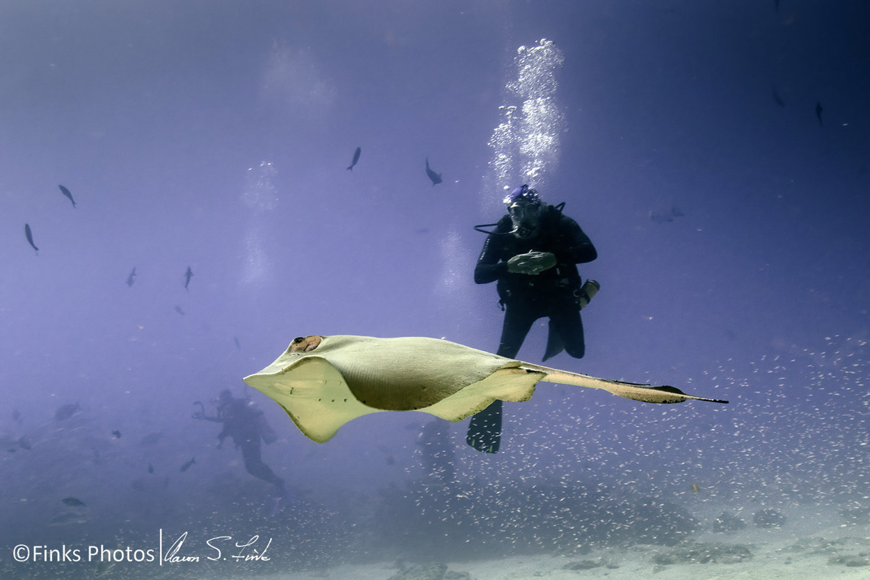 Diver-and-Diamond-Stingray.jpg