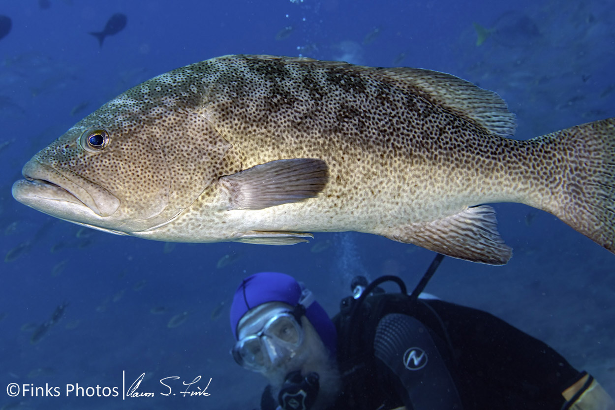 Diver-and-Spotted-Grouper-Cabrilla.jpg