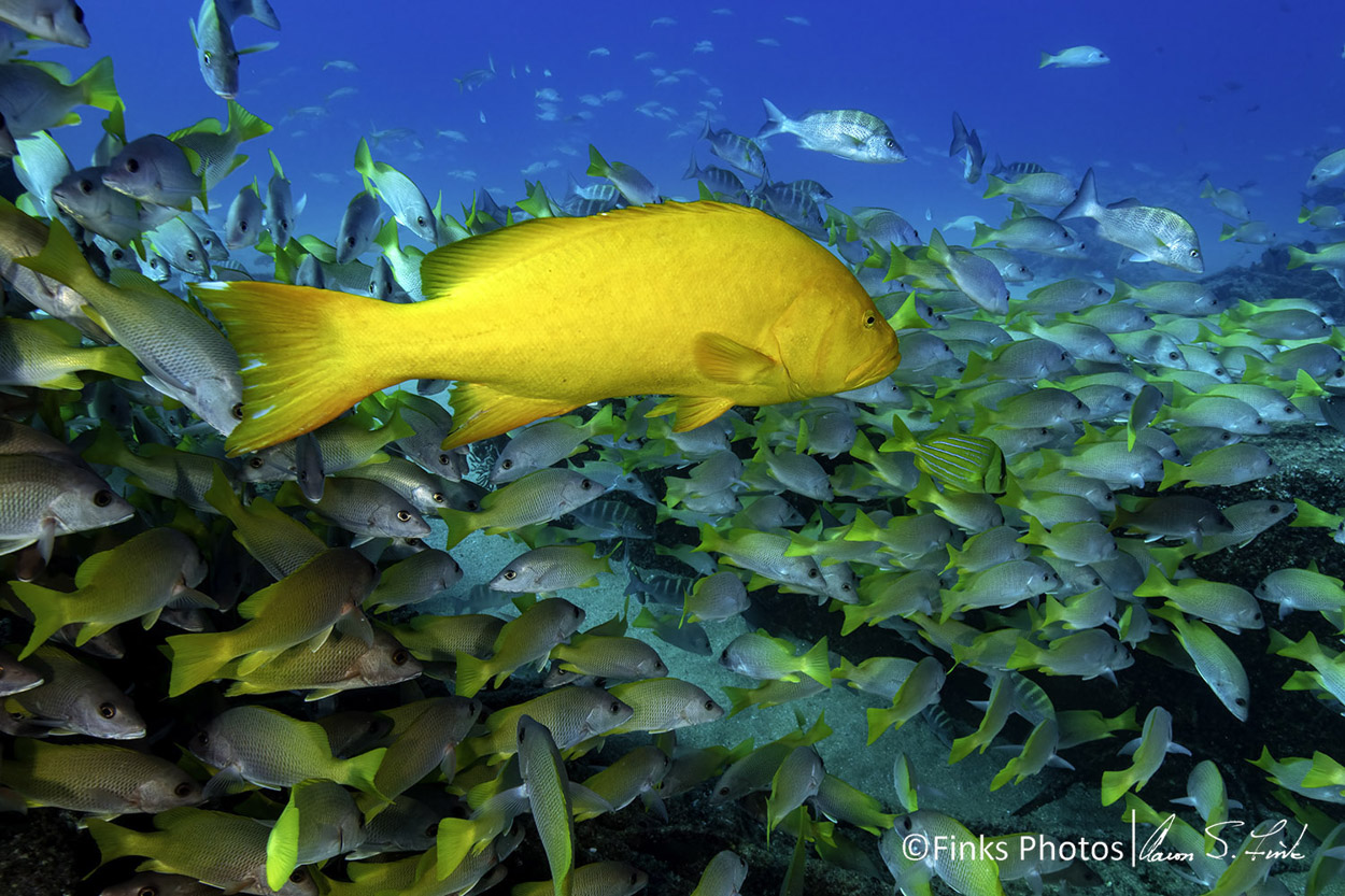 Golden-Grouper-and-Yellow-Snappers-1.jpg