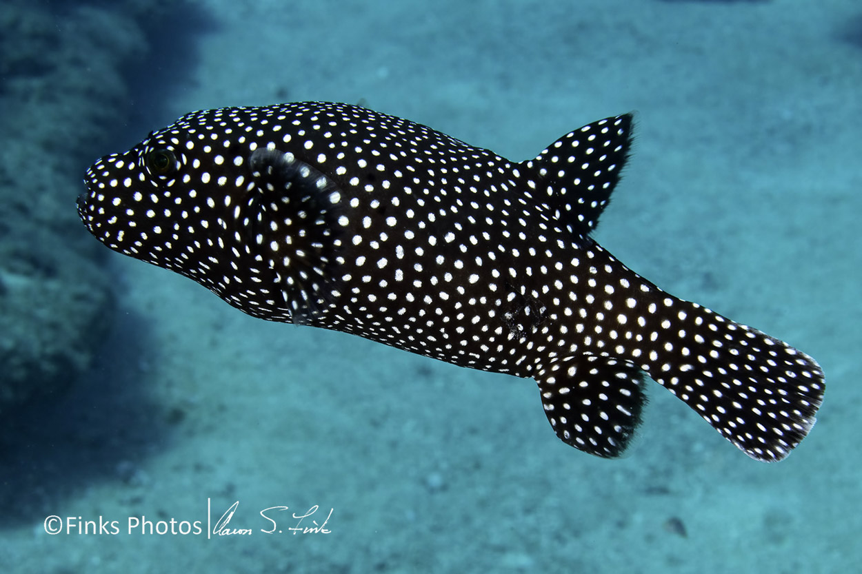 Guineafowl-Pufferfish-1.jpg