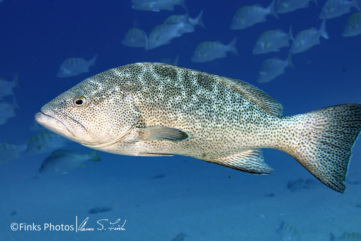 Leopard-Grouper-3.jpg