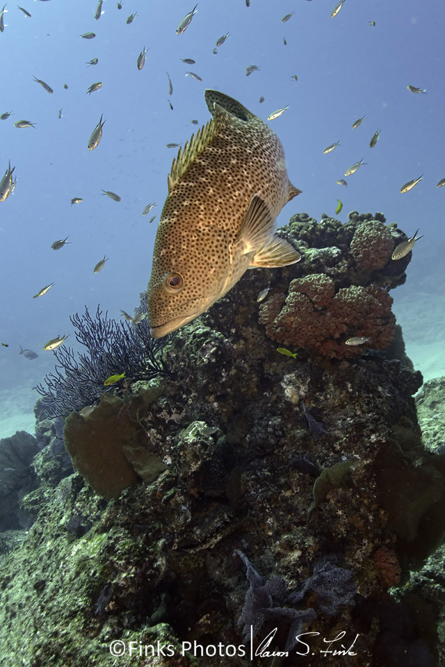 Leopard-Grouper.jpg