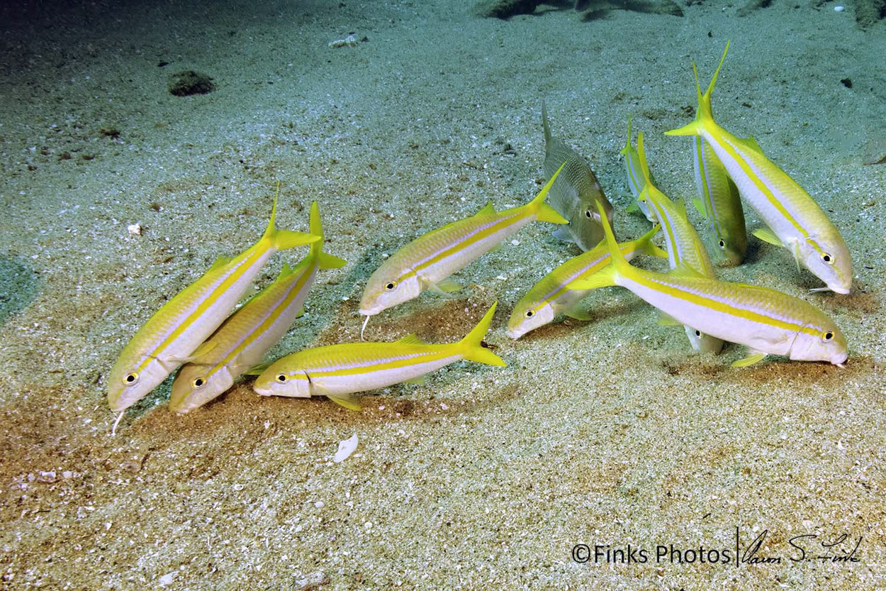 Mexican-Goatfish-1.jpg