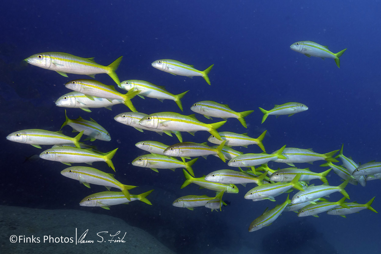 Mexican-Goatfish-2.jpg