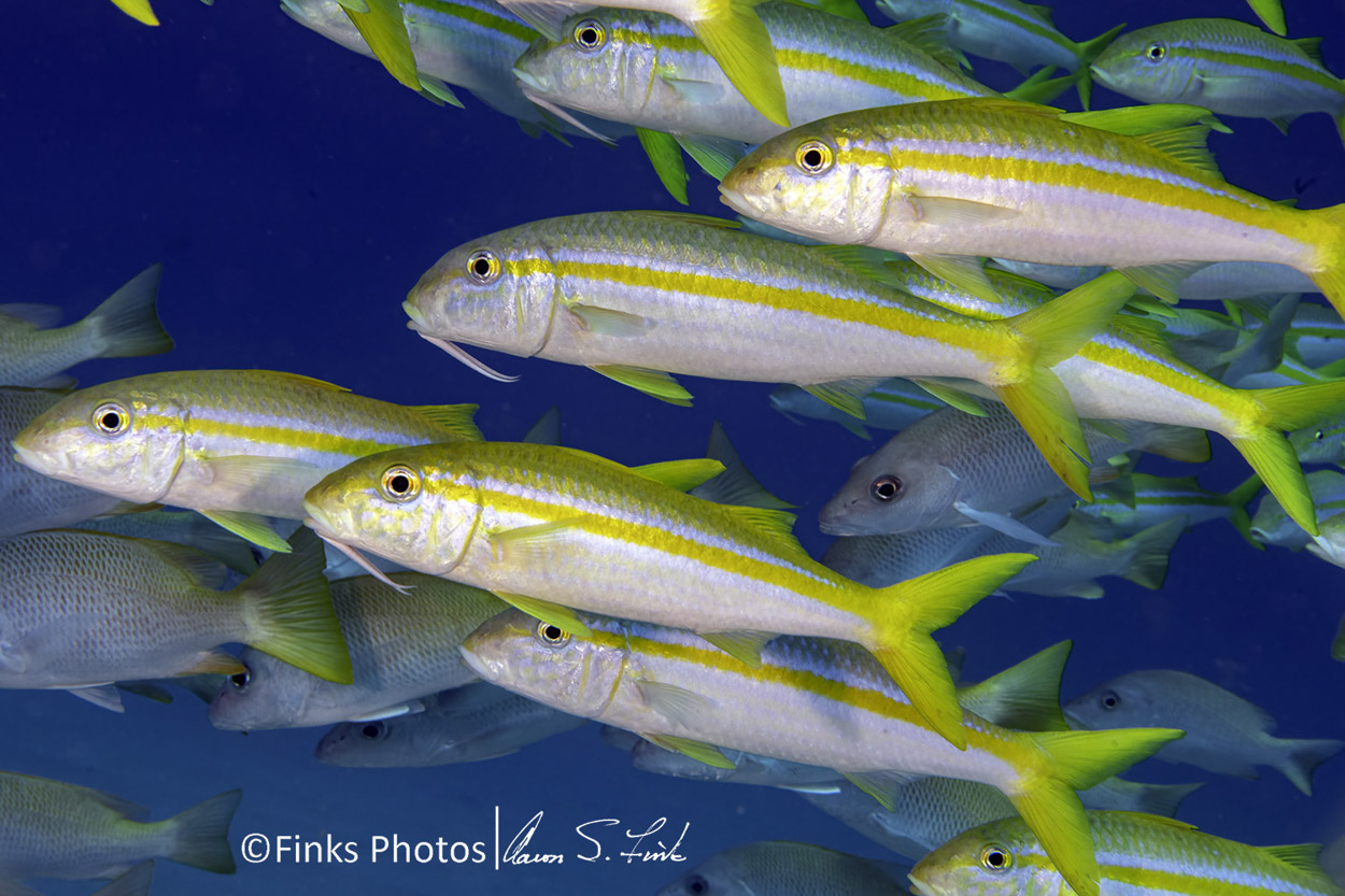 Mexican-Goatfish-4.jpg