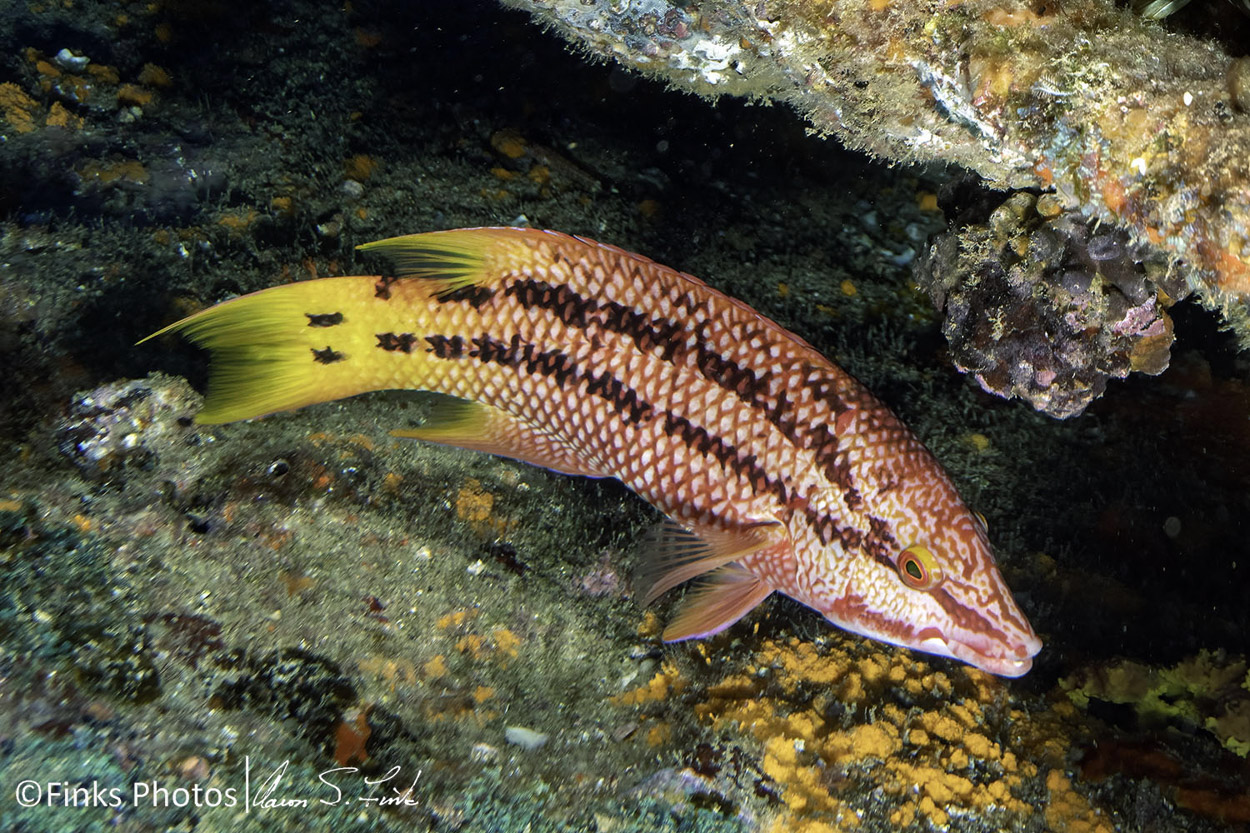 Mexican-Hogfish---female.jpg