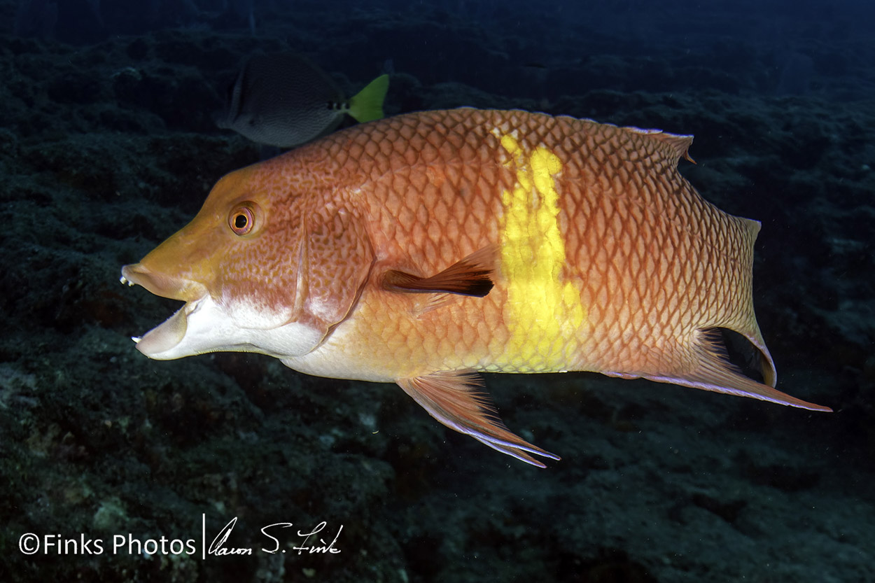 Mexican-Hogfish---male.jpg