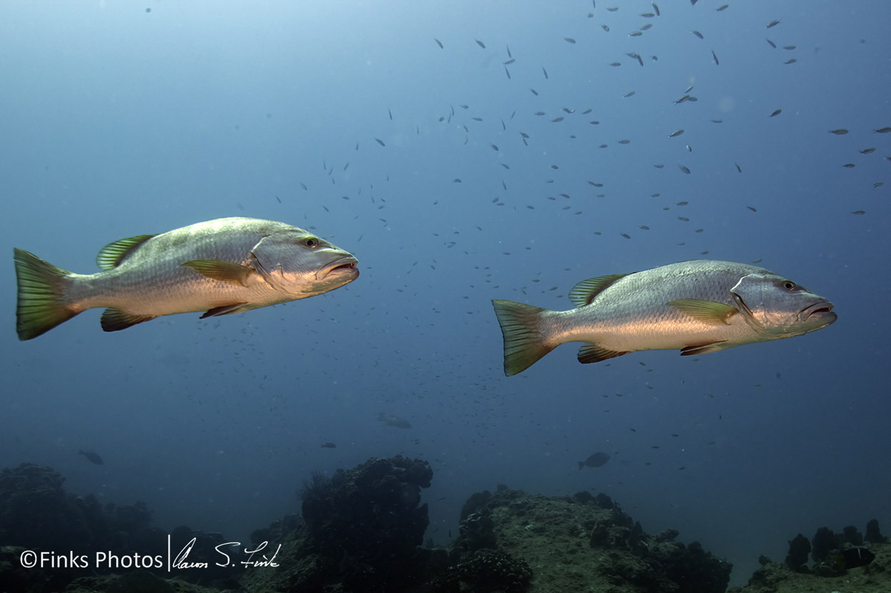 Pacific-Dog-Snappers.jpg