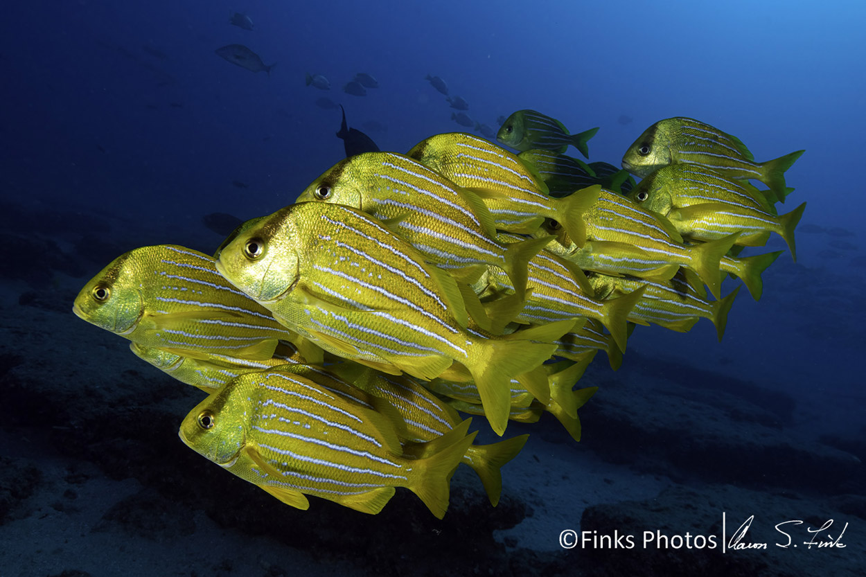 Panamic-Porkfish-1.jpg