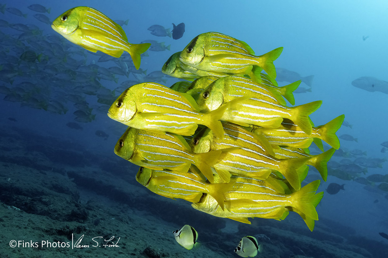 Panamic-Porkfish-7.jpg