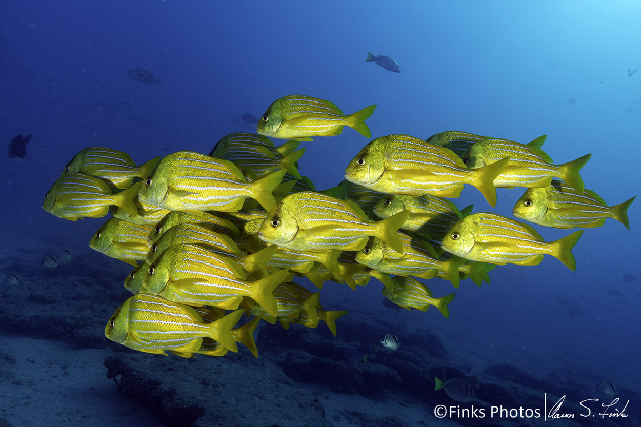 Panamic-Porkfish-8.jpg