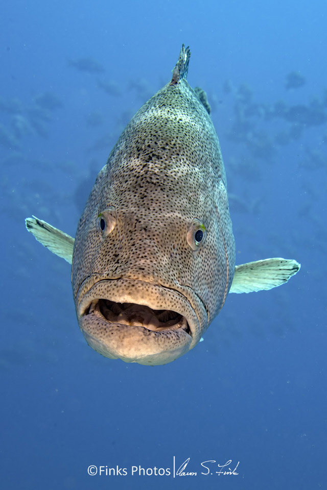 Spotted-Grouper-Cabrilla-2.jpg