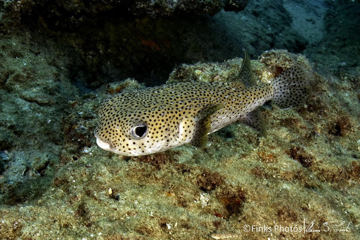 Spotted-Porcupinefish-1.jpg