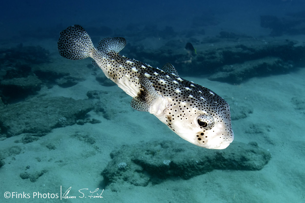 Spotted-Porcupinefish.jpg