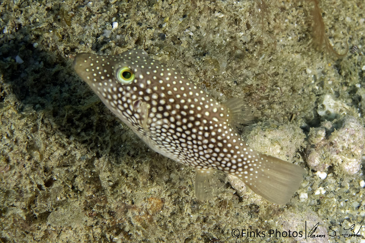 Spotted-Sharpnose-Puffer.jpg