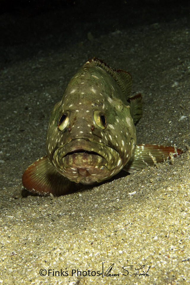 Starry-Grouper-2.jpg