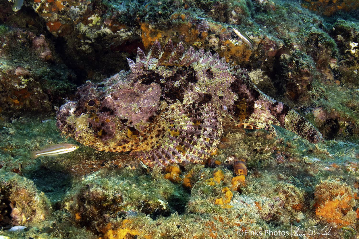 Stone-Scorpionfish-gets-cleaned.jpg