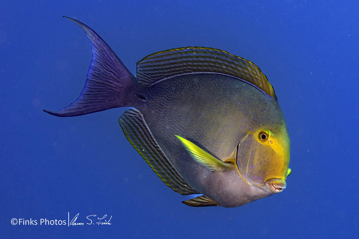 Yellowfin-Surgeonfish.jpg