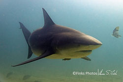 Bull-Shark-3.jpg