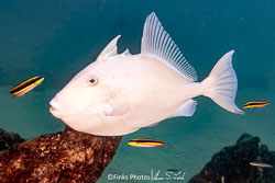 Finescale-Triggerfish-Cleaning.jpg