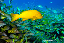Golden-Grouper-and-Yellow-Snappers-1.jpg