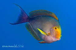 Yellowfin-Surgeonfish.jpg