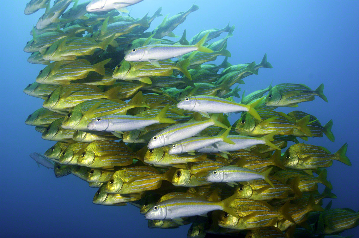 Bluestripped-Grunts-and-Yellowtail-Snappers.jpg