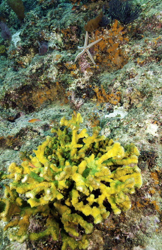 Coral-and-Sea-Star.jpg