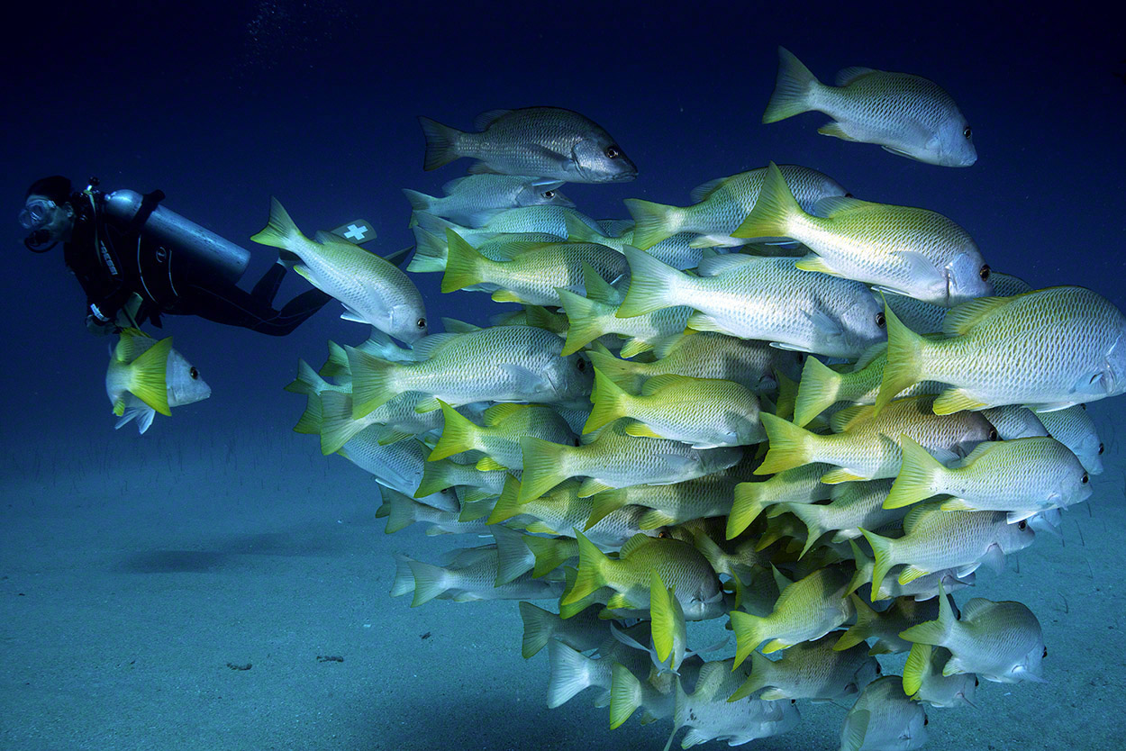 Diver_and_Yellowtail_Snappers.jpg