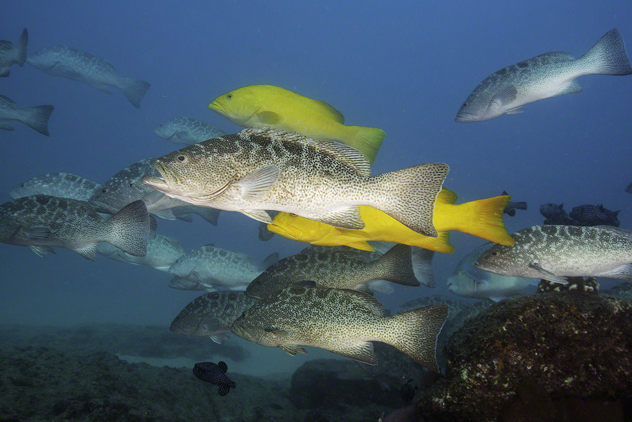 Leopard_and_Golden_Groupers_3.jpg