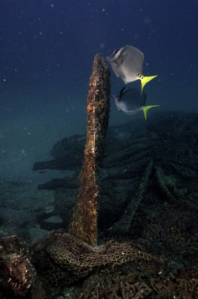 Munching-Yellowtail-Surgeonfish-1.jpg