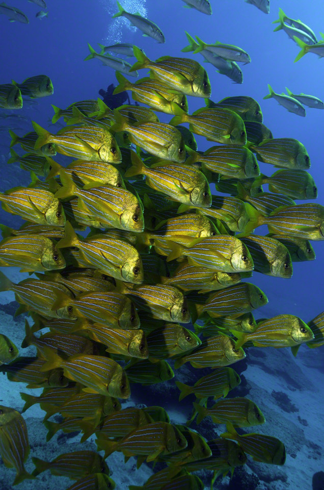 Porkfish-1.jpg