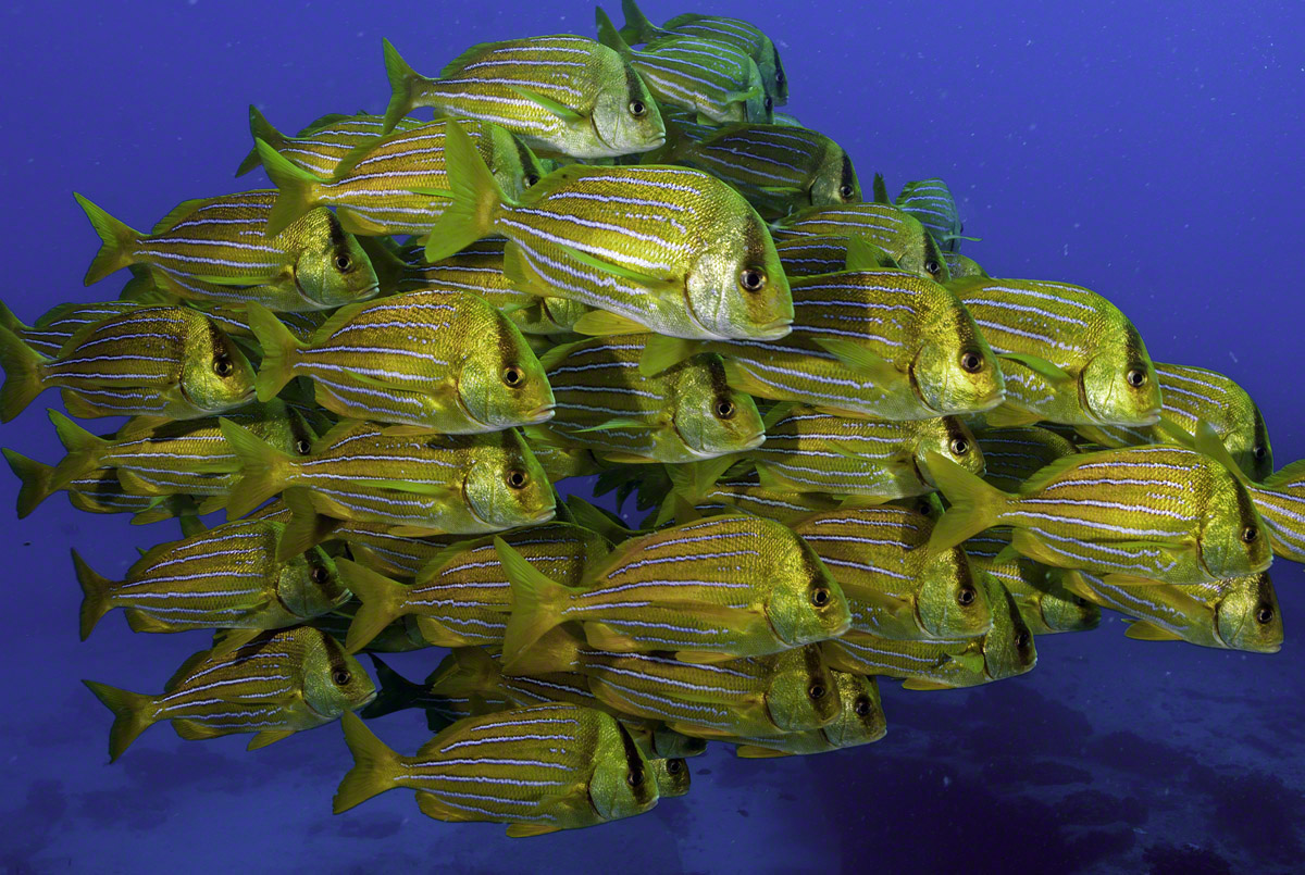 Porkfish-3.jpg