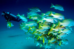 Diver_and_Yellowtail_Snappers.jpg