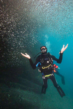 Diver_in_the_Sardines.jpg