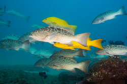 Leopard_and_Golden_Groupers_3.jpg