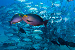 Yellowfin-Surgeonfish-and-Jacks.jpg