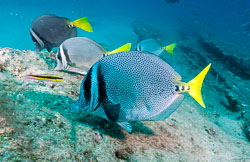 Yellowtail-Surgeonfish-and-Cortez-Rainbow-Wrasse.jpg